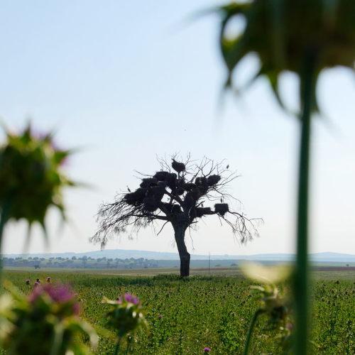 Photo #4433355