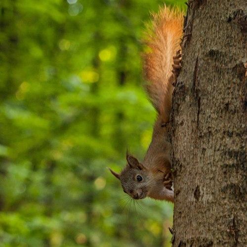 Photo #4433595