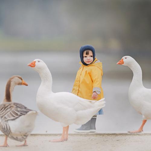 feeding the ducks
