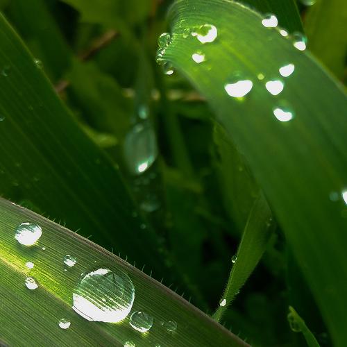 Rain water