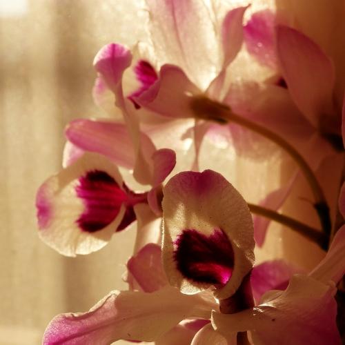 Photo #4434465