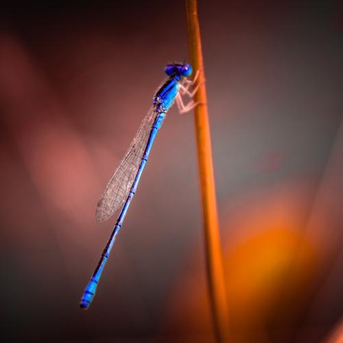 Dragonfly