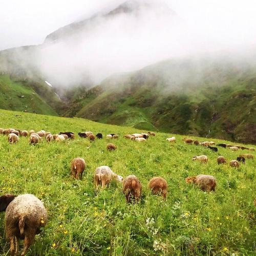 Photo #4435297