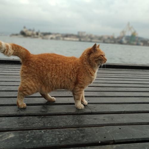 Рыжий красавчик