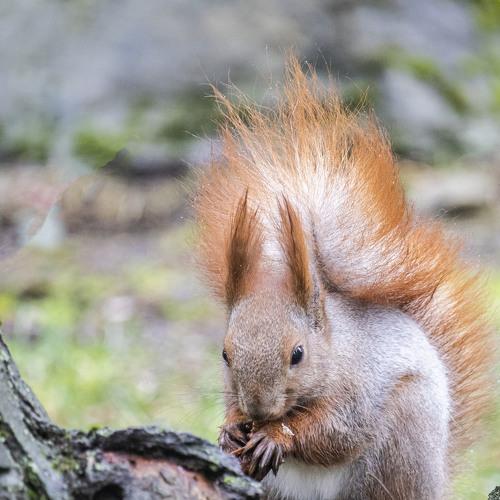 Photo #4435604