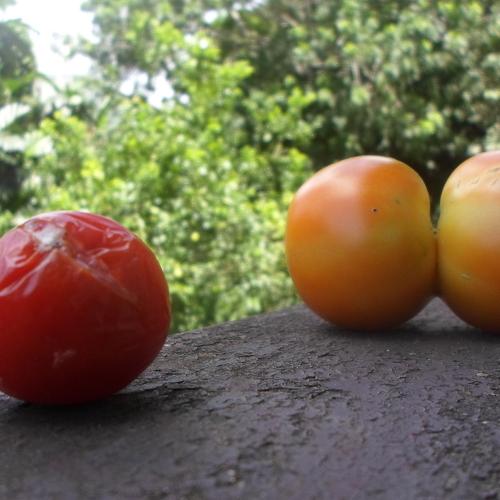 Photo #4436258