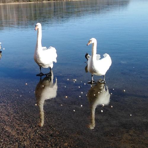 Photo #4437422