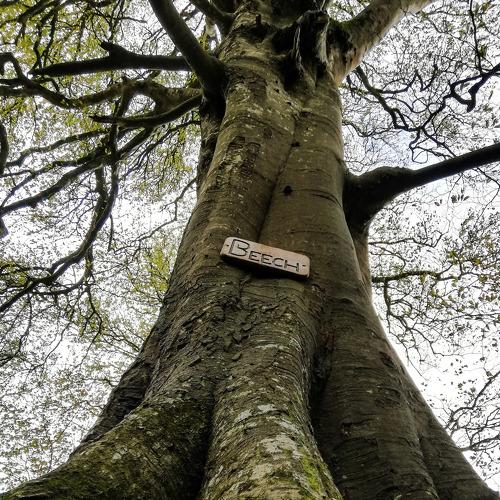 A fairy tree of Knockma Woods, Ireland