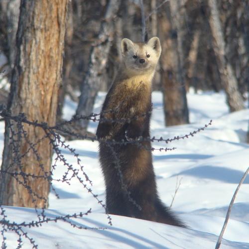 Photo #4438090