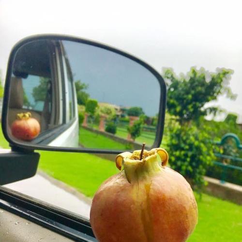 Photo #4438482