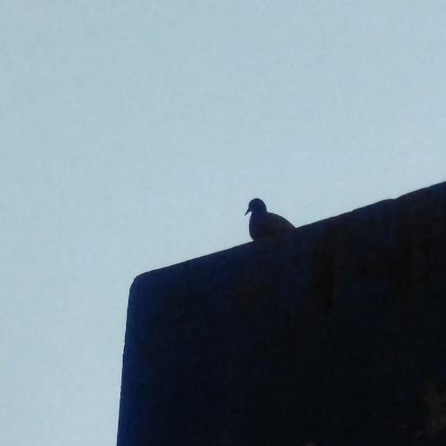 Photo #4438577