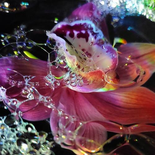 Photo #4439155