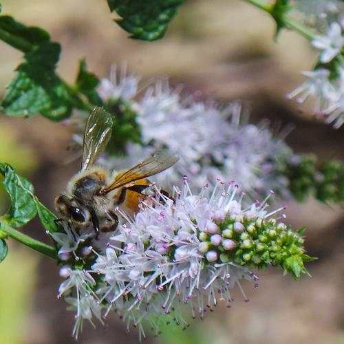 bee