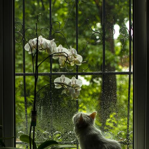 Photo #4441396