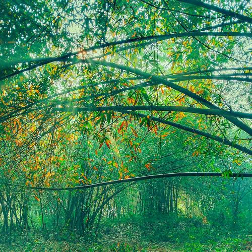 Foggy morning at a jungle