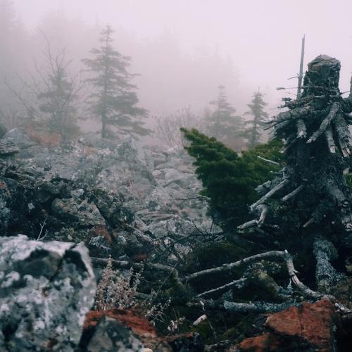 Photo #4442412