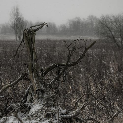 Photo #4442848