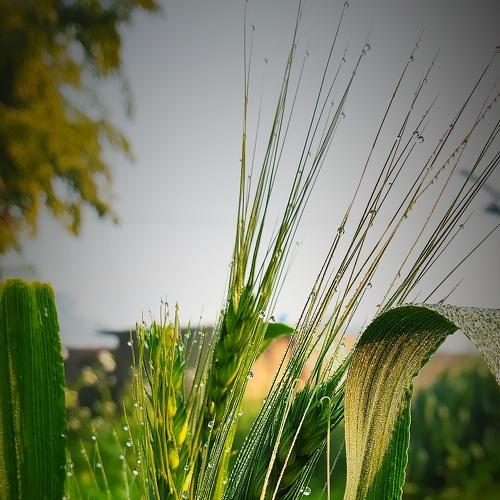 Natural photography of farmers hardwork