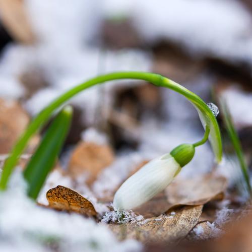 Неожиданный снег