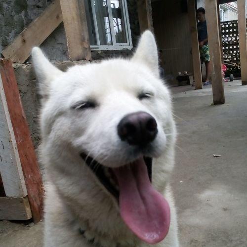 White dog