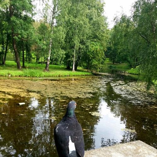 Ценитель прекрасного