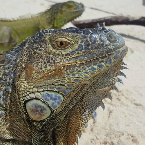 Photo #4443771