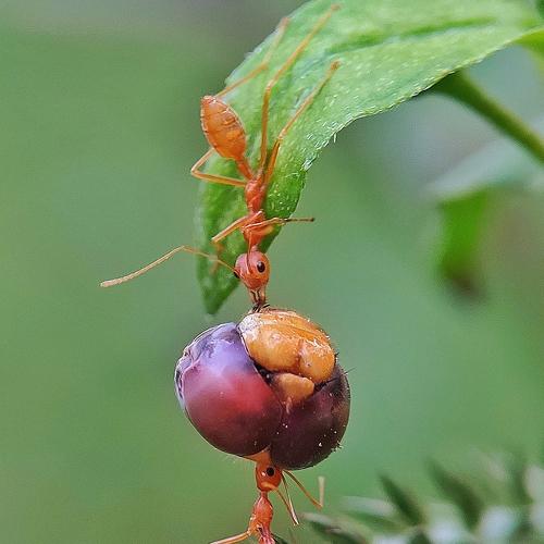 Photo #4444895