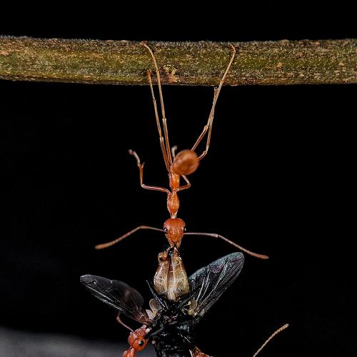 Photo #4444896