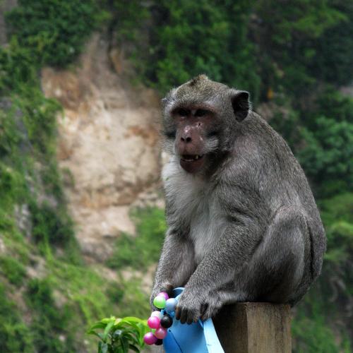 Photo #4445310