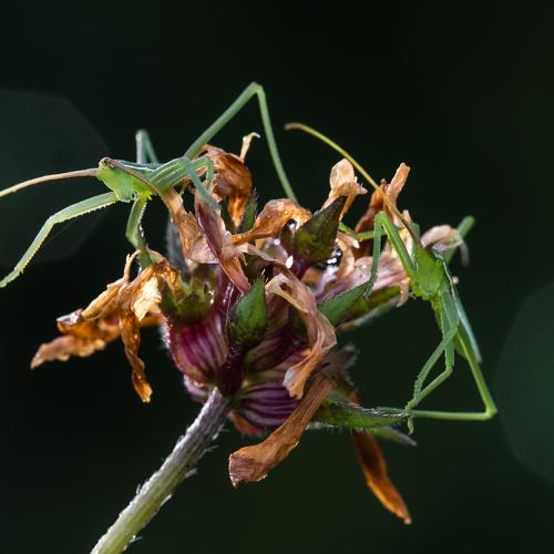 ХИЩНИКИ. ДЫБКИ. ИЗРАИЛЬ. ГАЛИЛЕЯ. МААЛОТ.