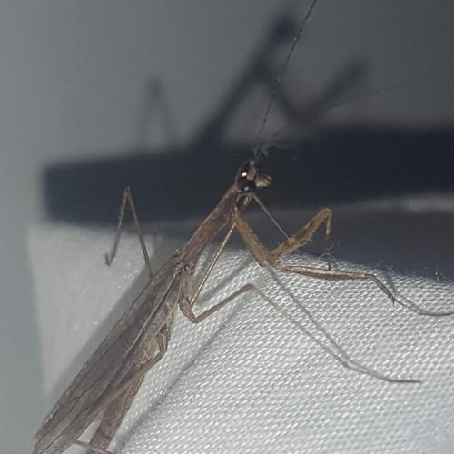 mantis