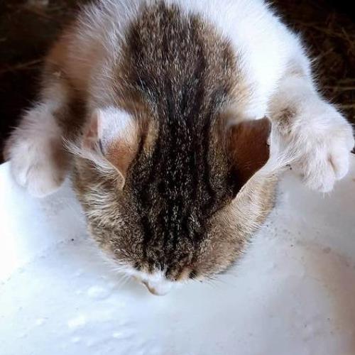 Photo #4445781