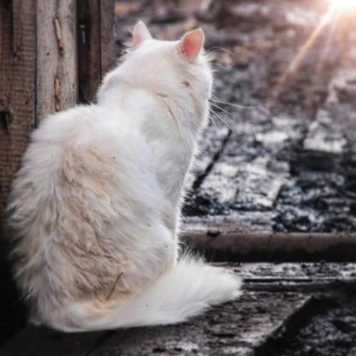 Photo #4445787