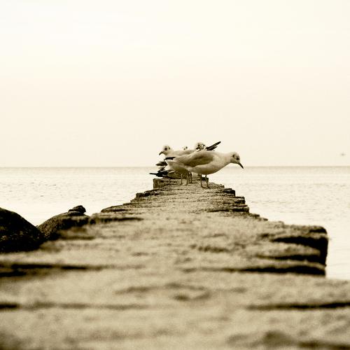 Photo #4446546