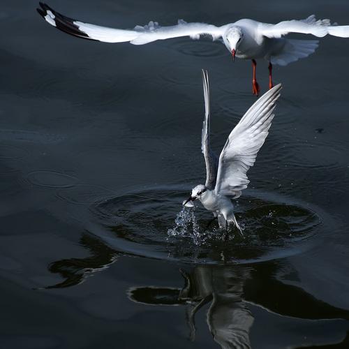 Photo #4446608