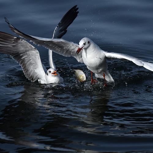 Photo #4446614