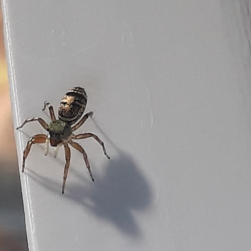 Photo #4446620