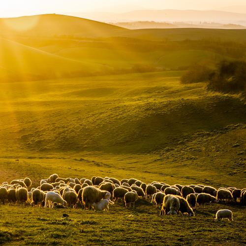 Transhumance in Tuscan