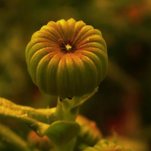 Photo #4447534