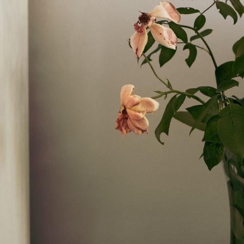 Photo #4447544