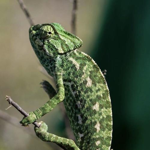 Camaleon