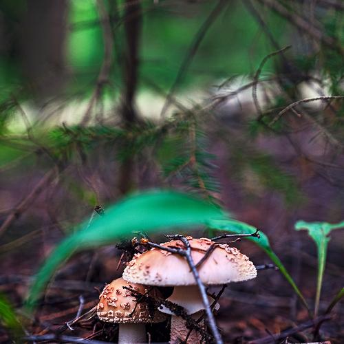 Photo #4448472