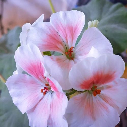 Photo #4448611