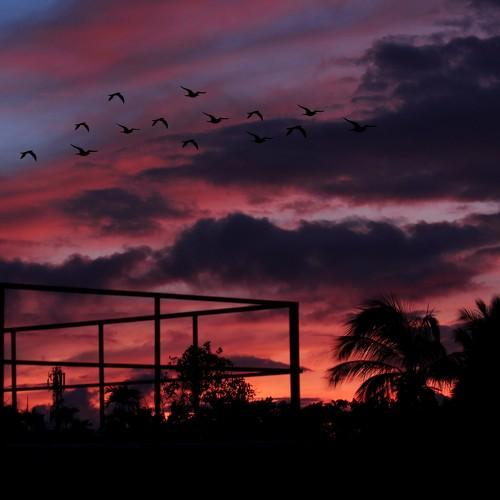 Photo #4448787
