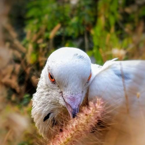 Pigeon