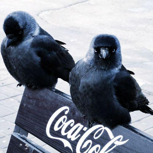Photo #4449565