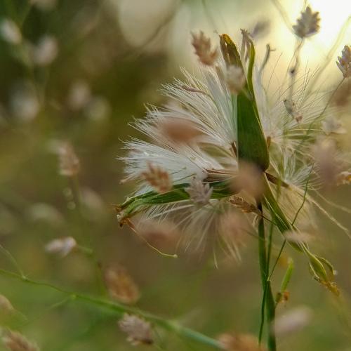 Falling Flower
