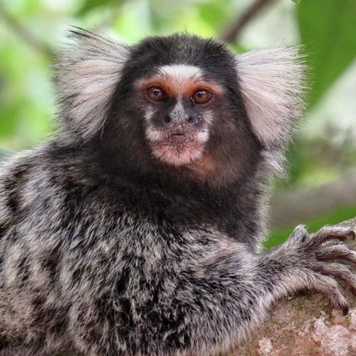 Sagui