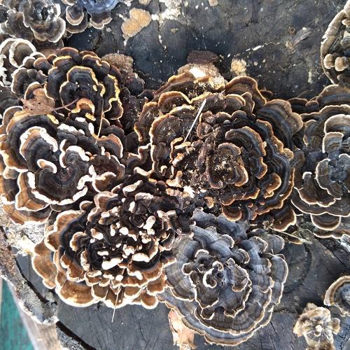 Photo #4449779