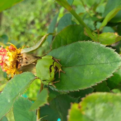 Photo #4449782